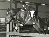 Bumpers: young horse owned by Claudia Mora1977